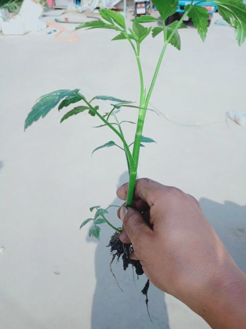 【芹菜苗】水芹苗水芹菜种苗扬州长白芹包品种技术