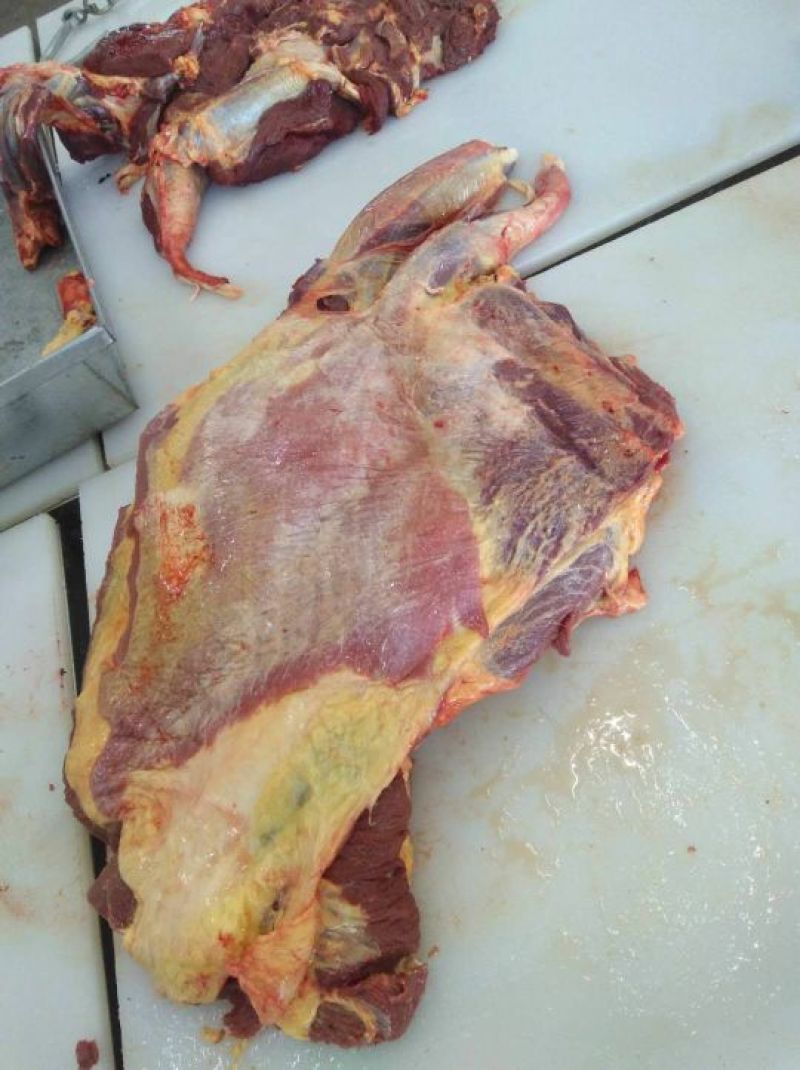 蒙古马肉