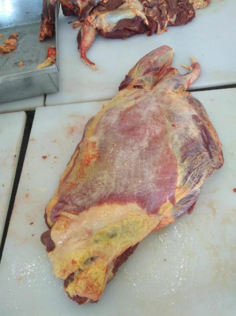 蒙古马肉