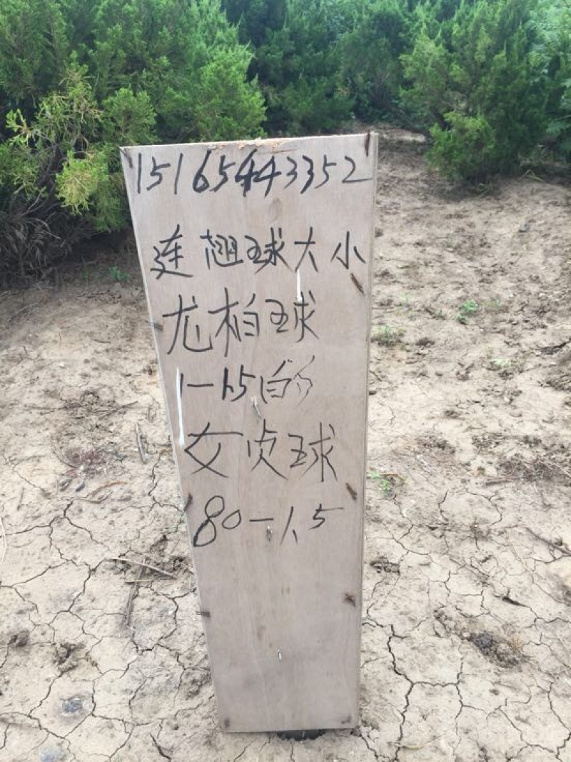 油松苗80cm以上