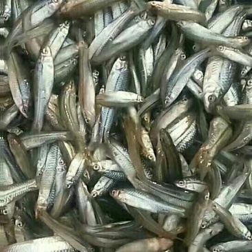 麦穗鱼油炸蒸煮