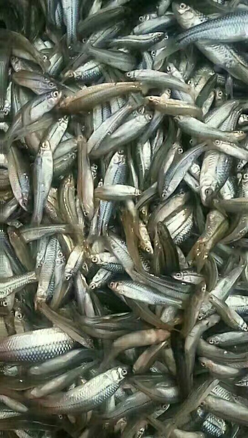 麦穗鱼油炸蒸煮