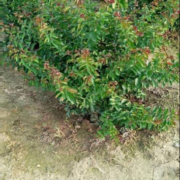 紫薇苗60~70cm