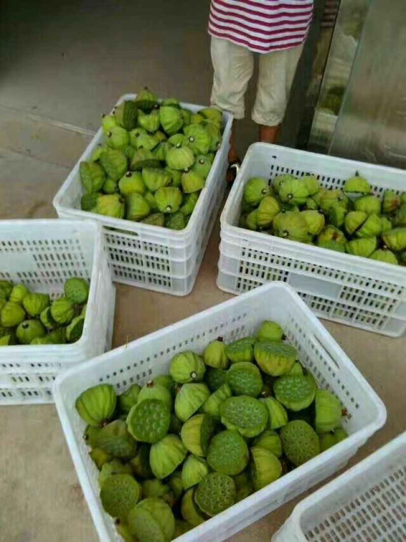 鲜莲蓬