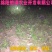 蟾蜍大量收购四川境内蟾蜍