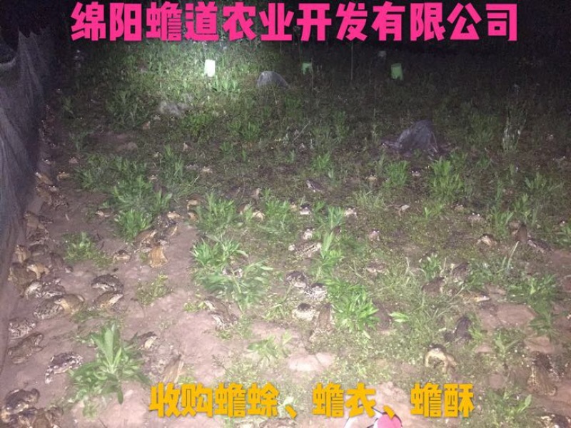 蟾蜍大量收购四川境内蟾蜍
