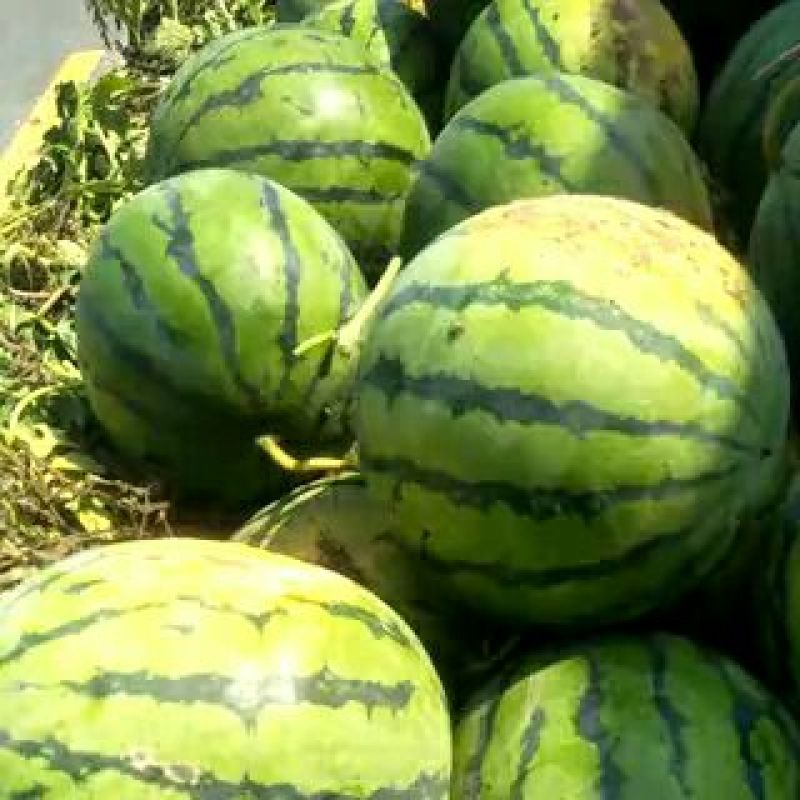 陕西大荔京欣西瓜大量供应中欢迎各大团队前来产地采购