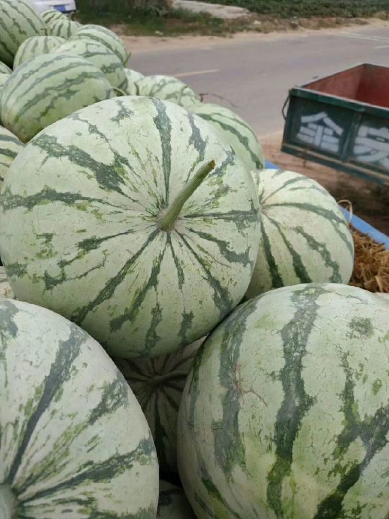 金花3号，金花无籽西瓜，麦茬头茬口感优，质量好，