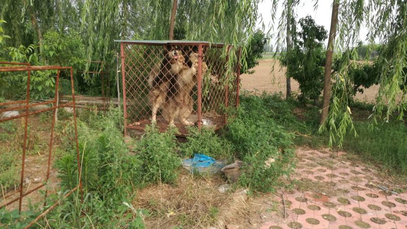 生态放养鹅、鸡、鸭。