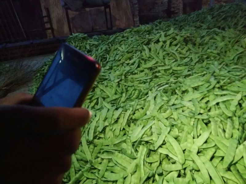 吉林基地油豆角大量上市，保质保量，全国发发！
