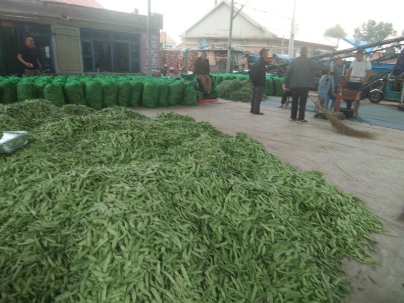 吉林基地油豆角大量上市，保质保量，全国发发！