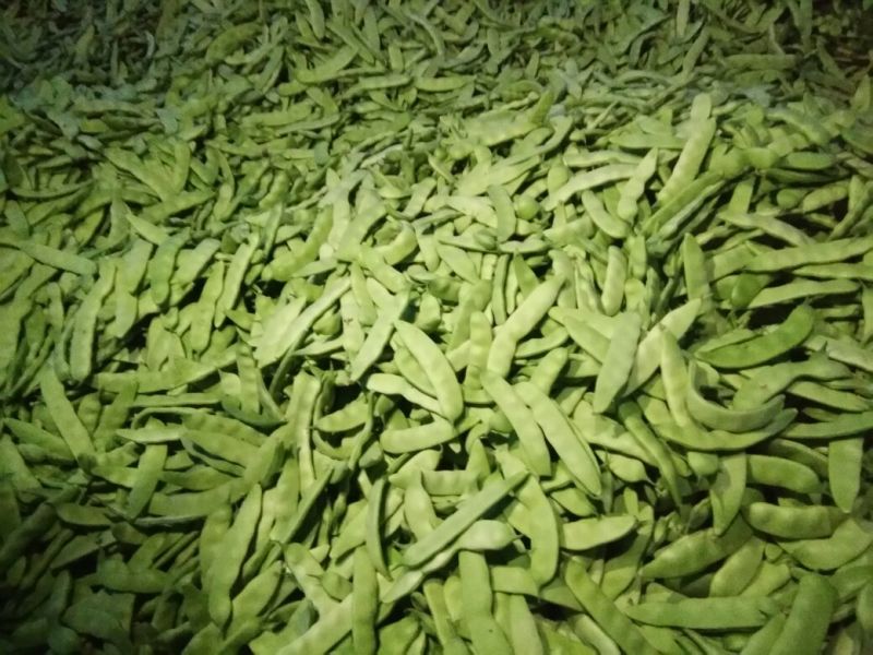 吉林基地油豆角大量上市，保质保量，全国发发！