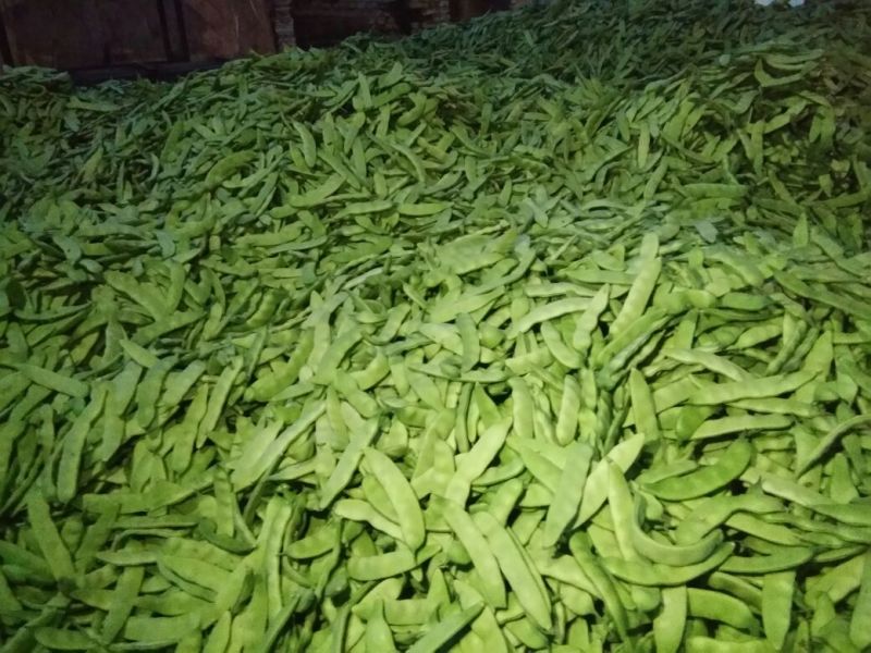 吉林基地油豆角大量上市，保质保量，全国发发！
