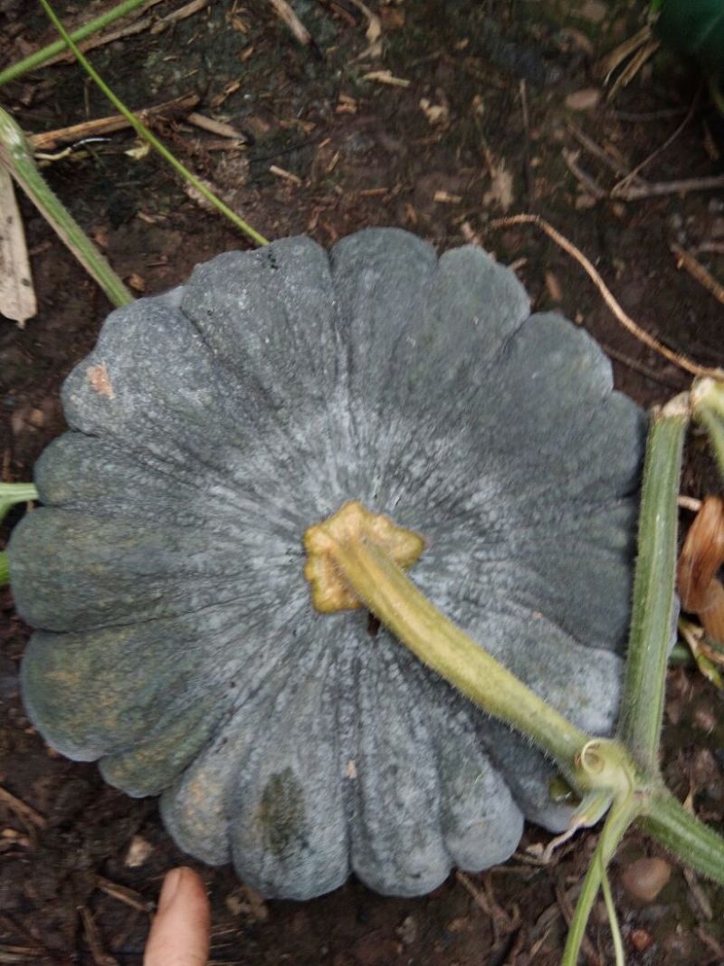缅甸南瓜(缅甸赖)种瓜