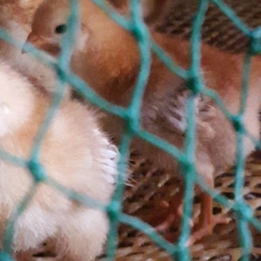 麻鸡6月以下
