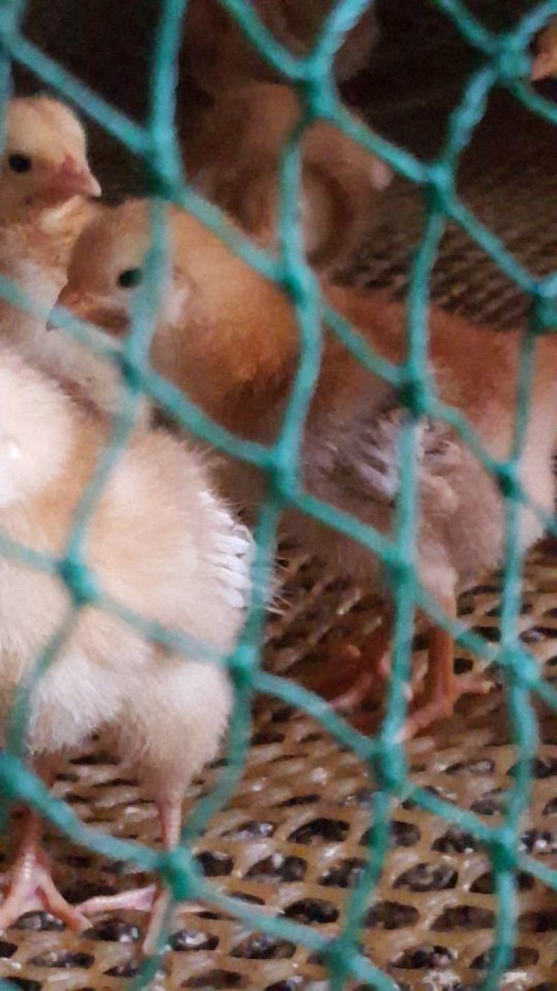 麻鸡6月以下