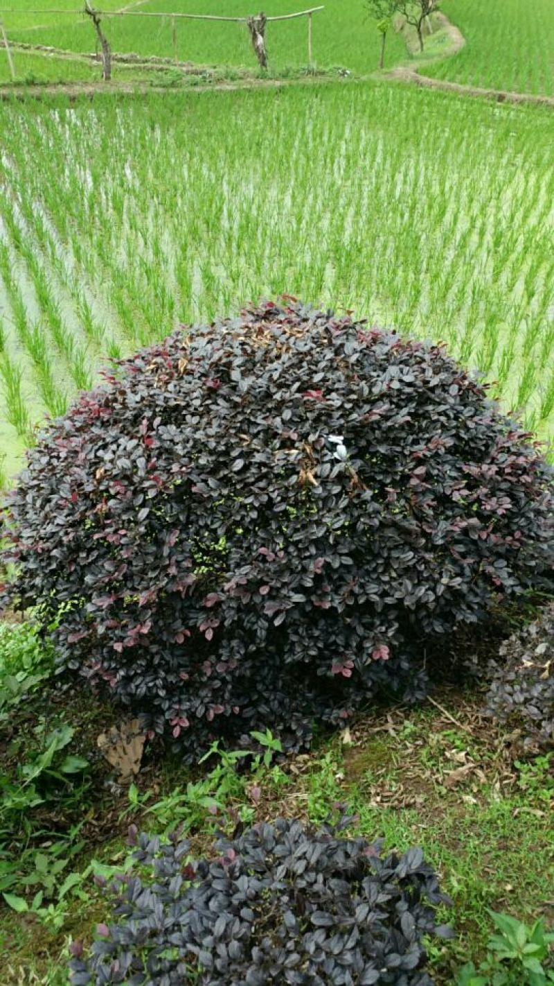 红继木球