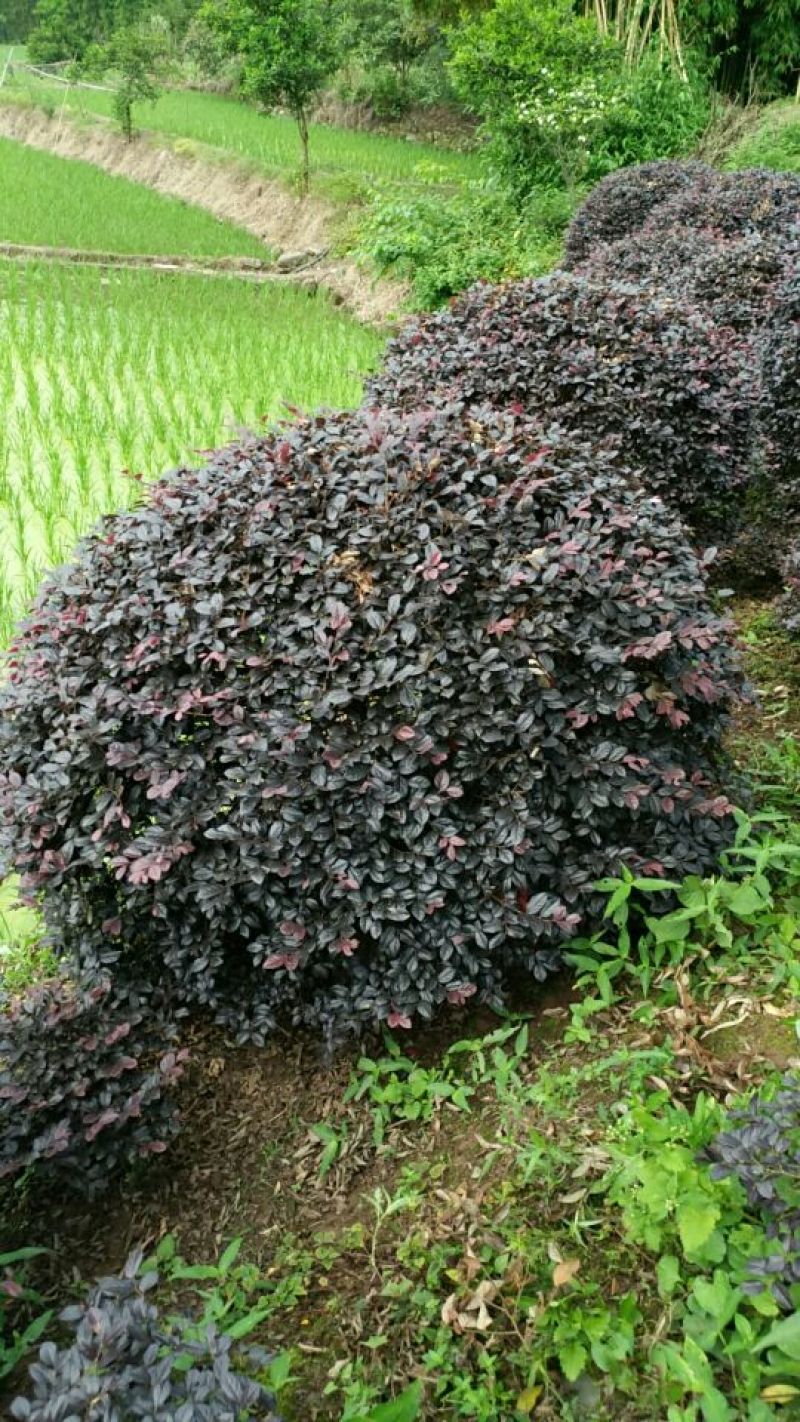 红继木球