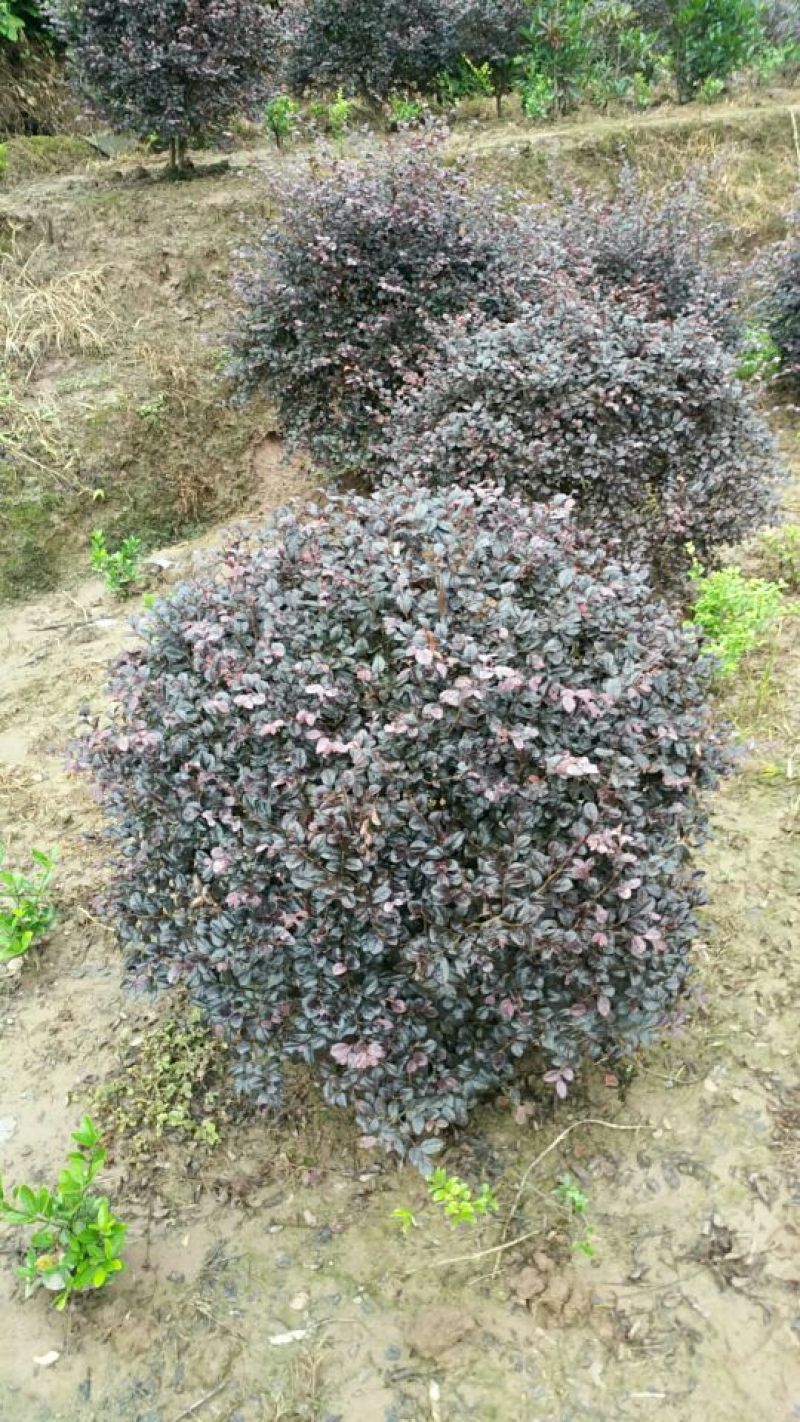 红继木球
