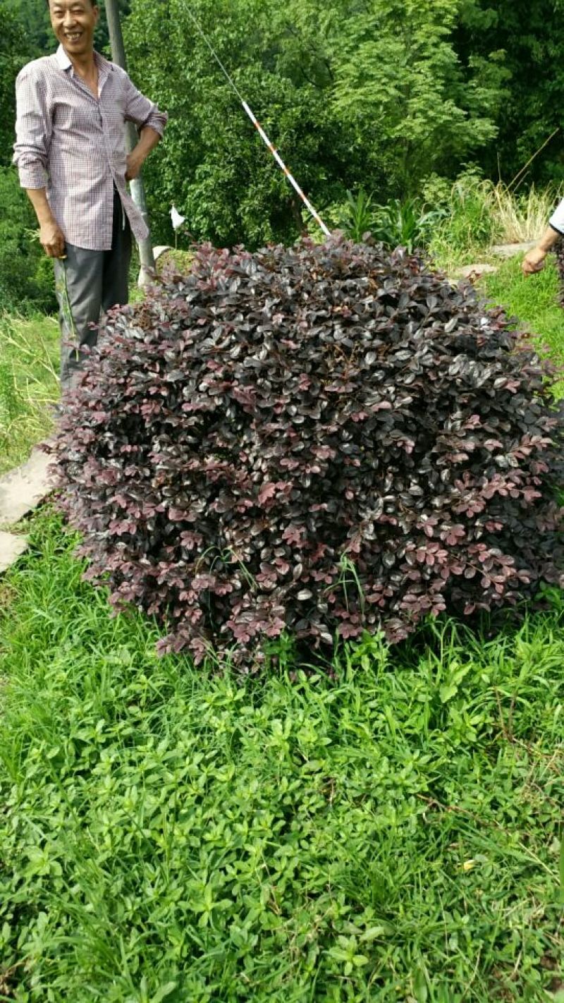 红继木球