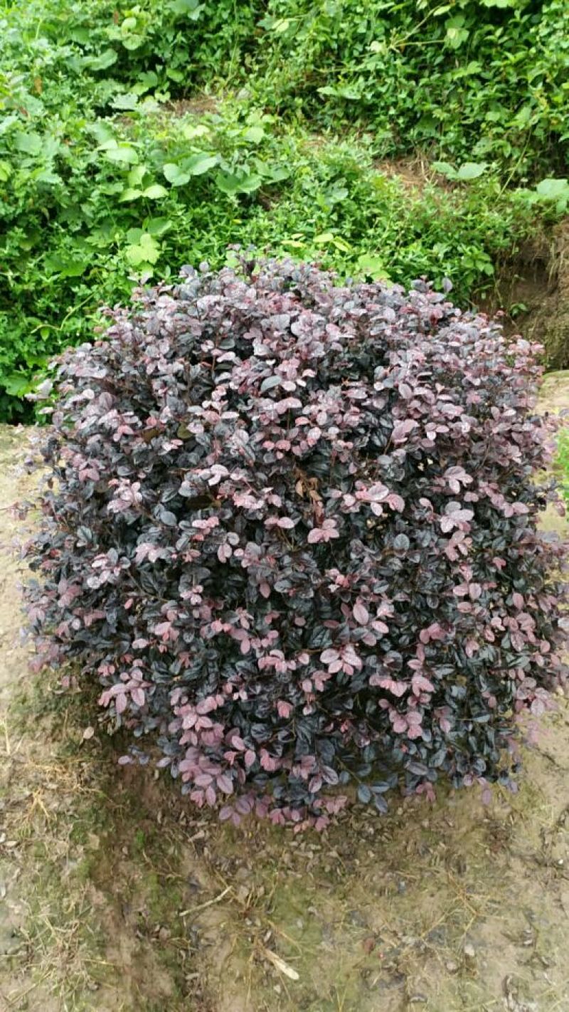 红继木球