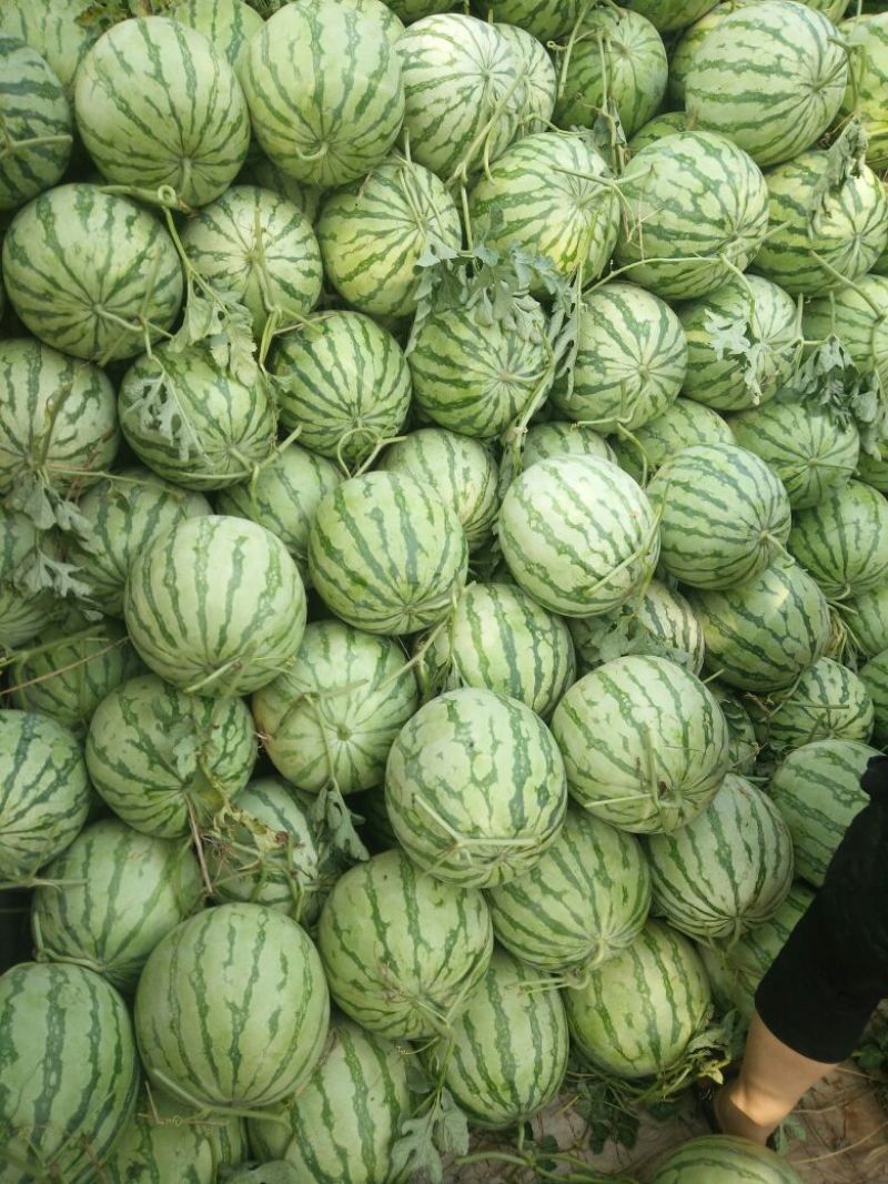 金花三号，无籽西瓜，