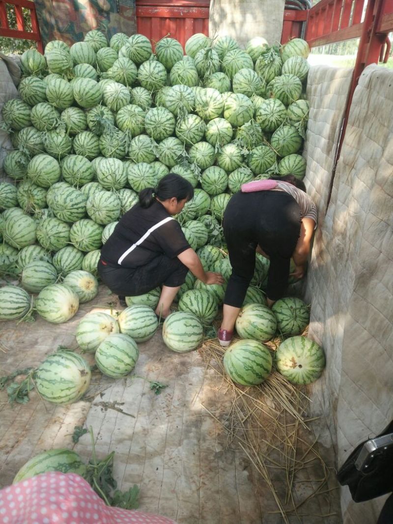 金花三号，无籽西瓜，