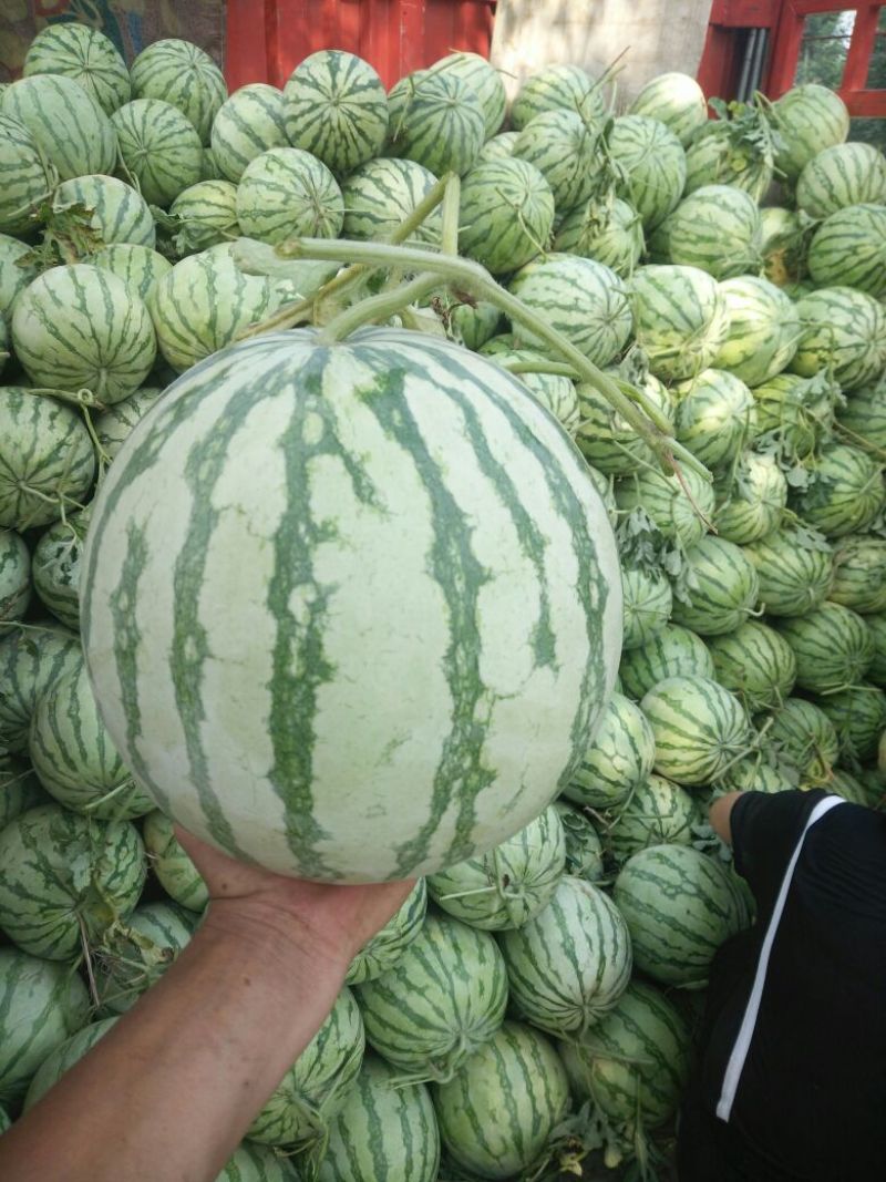 金花三号，无籽西瓜，