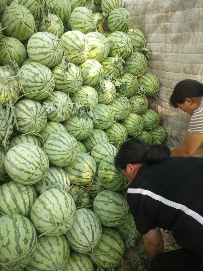 金花三号，无籽西瓜，