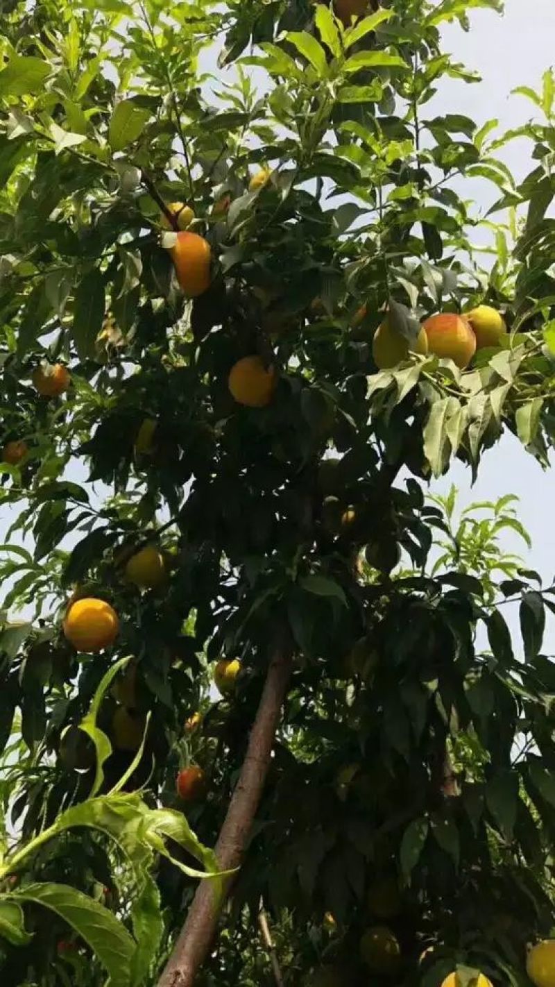 金童黄桃黄金冠黄桃