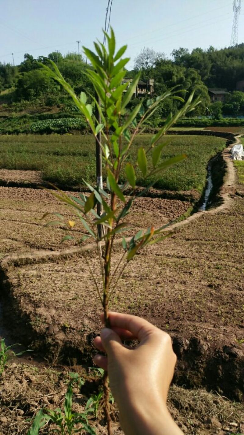 柳叶十大功劳
