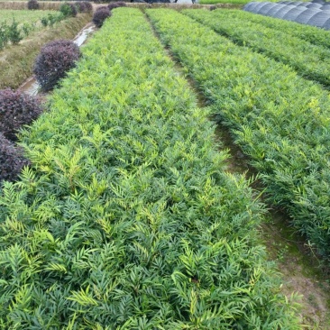 柳叶十大功劳