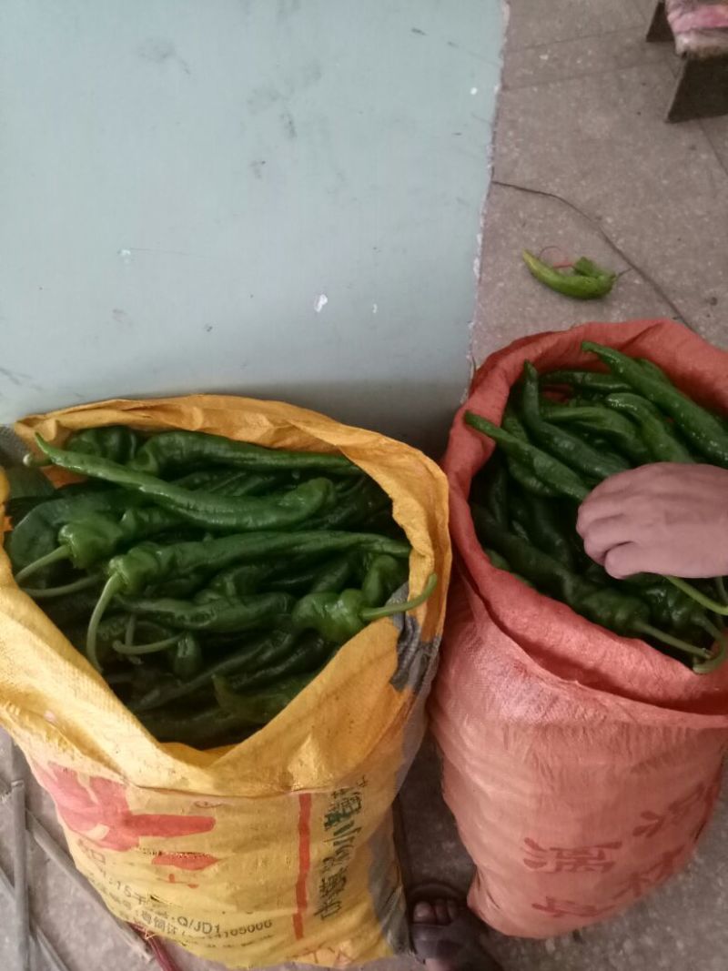 鲜辣椒，线椒