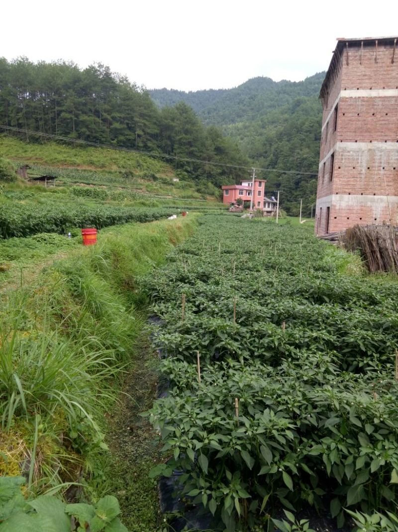 鲜辣椒，线椒