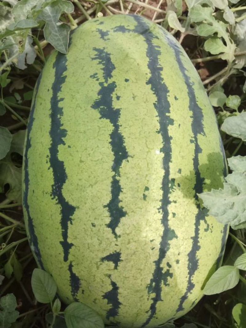 西瓜大量上市