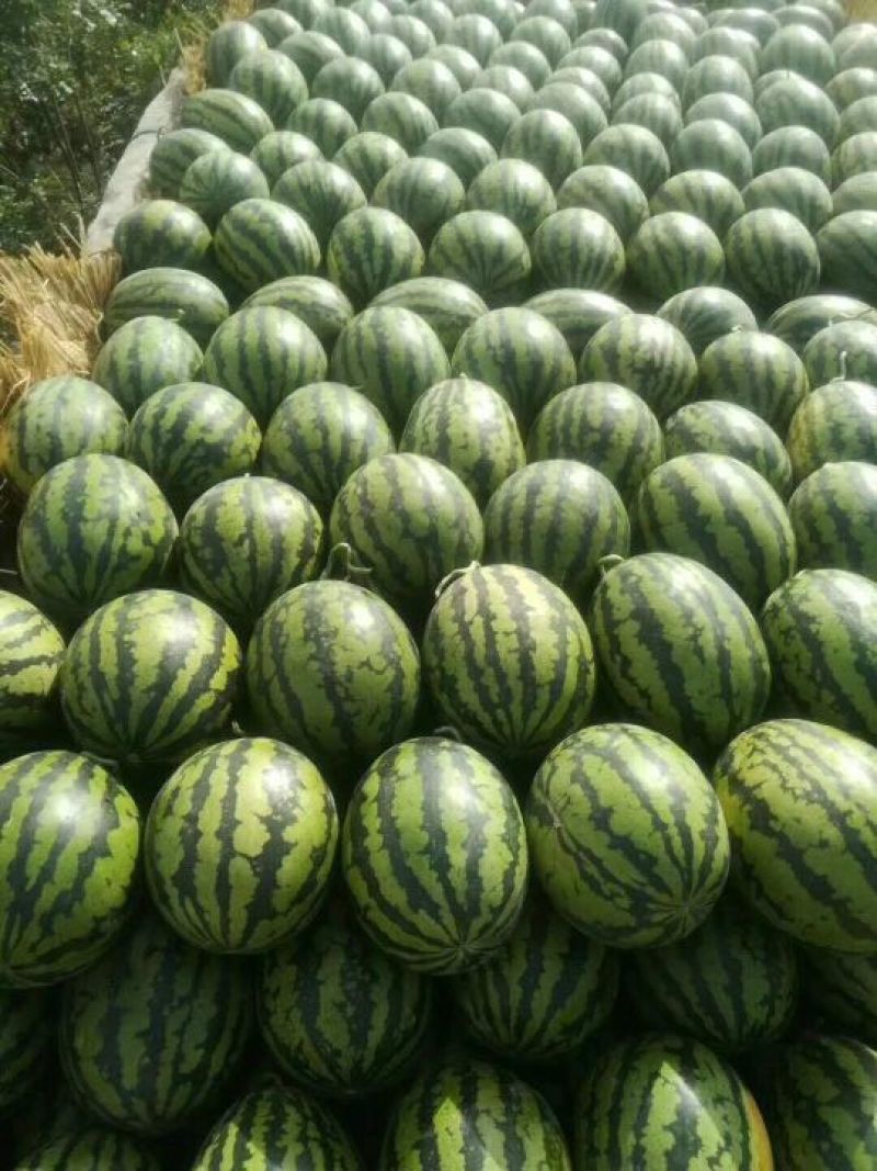 西瓜大量上市