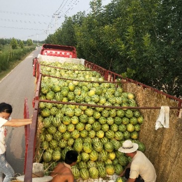山东东营西瓜代办到宁夏代发