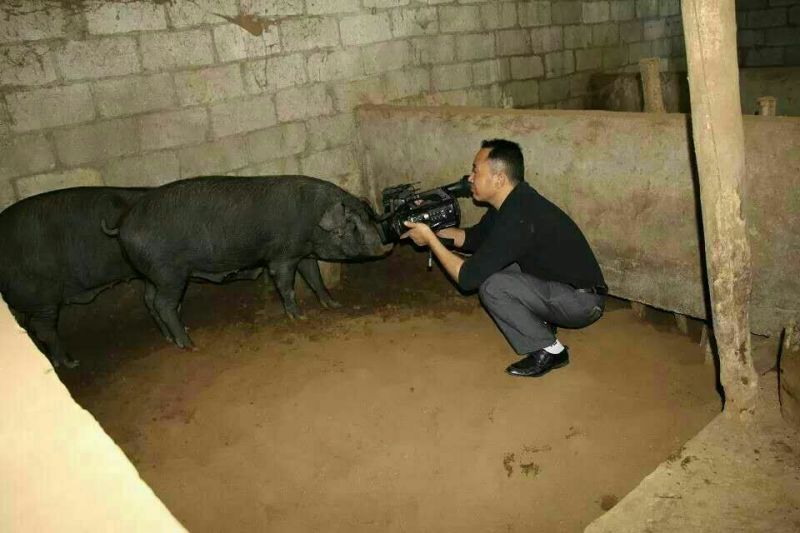 能繁母猪，种猪