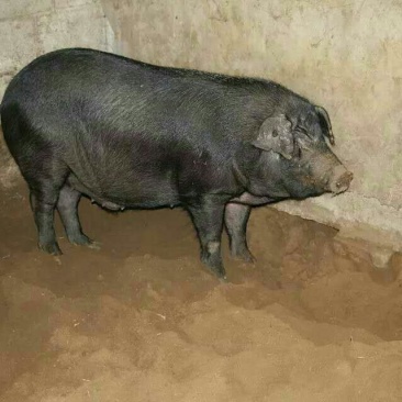 能繁母猪，种猪