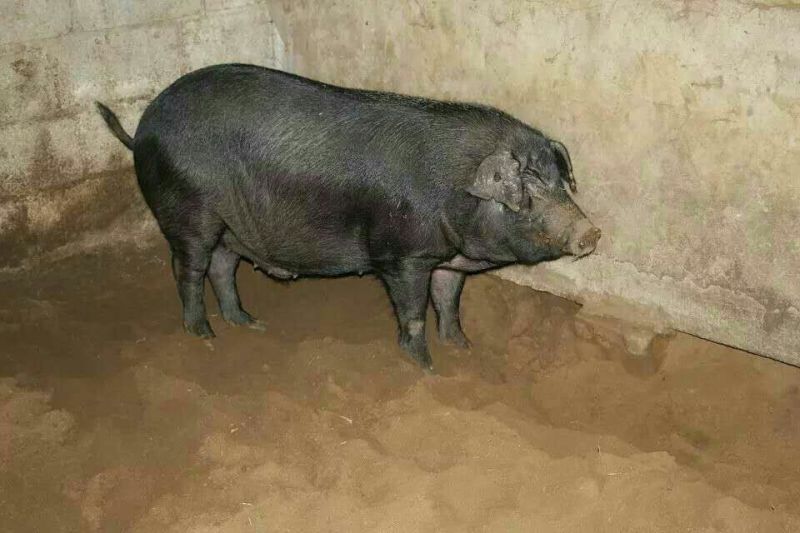 能繁母猪，种猪