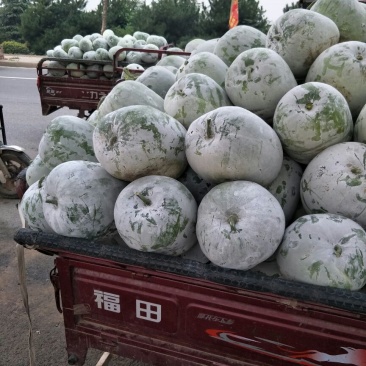 【市场货】一串玲冬瓜货源充足，质量好价格实惠，可发全国