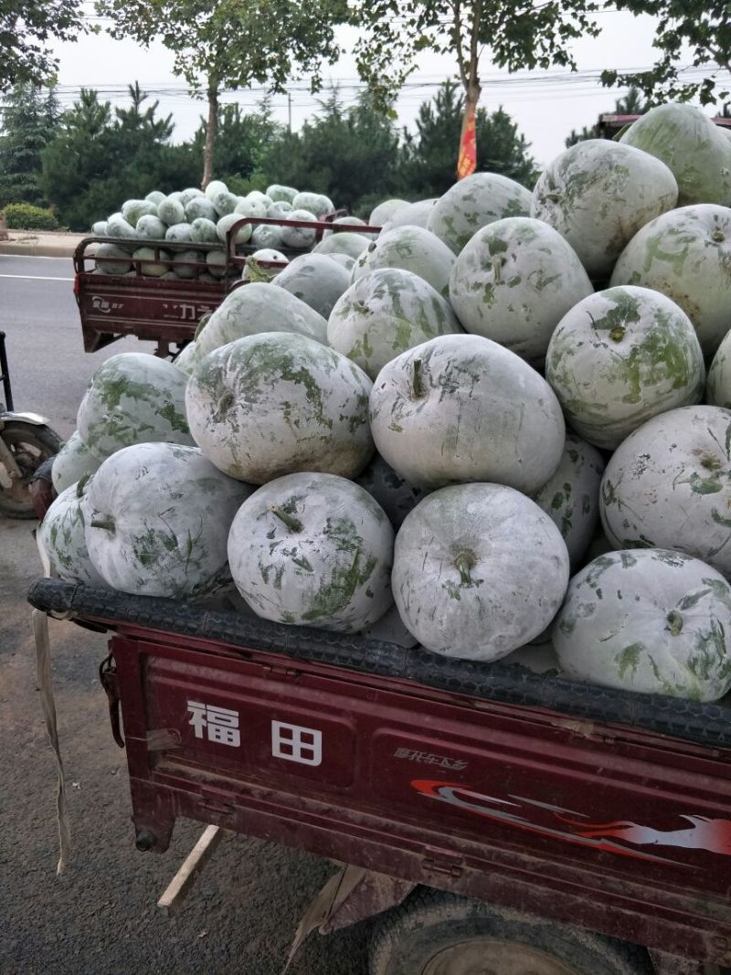 【市场货】一串玲冬瓜货源充足，质量好价格实惠，可发全国