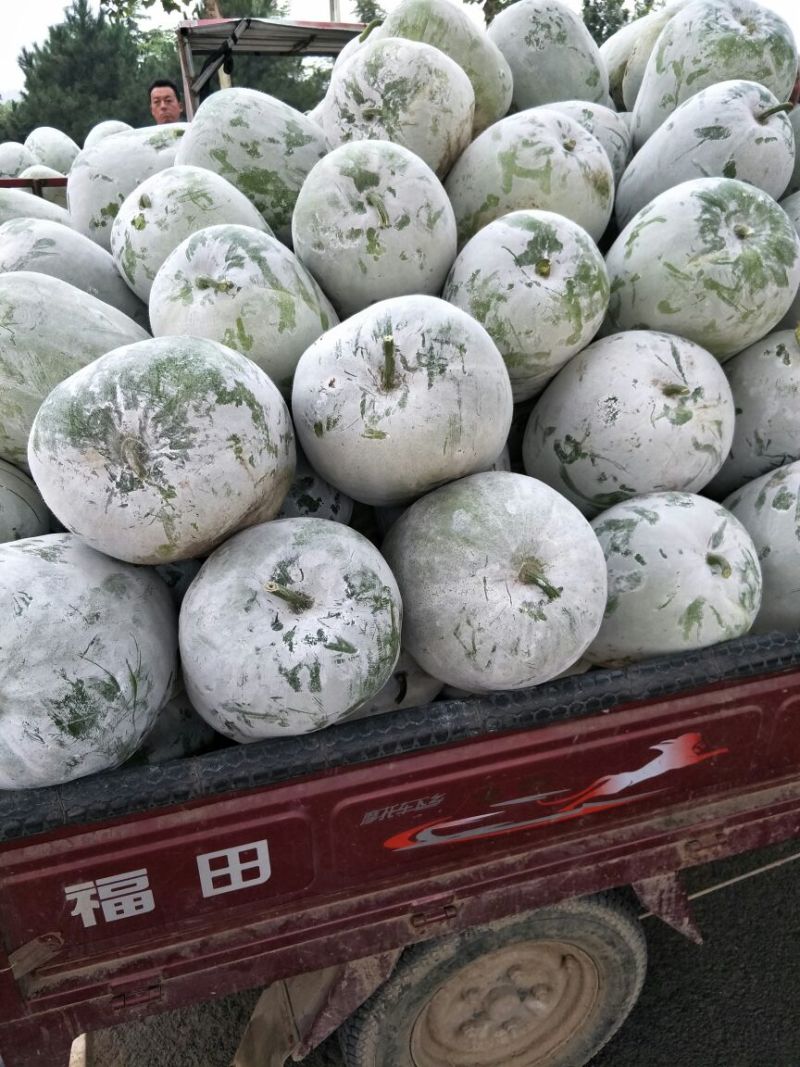 【市场货】一串玲冬瓜货源充足，质量好价格实惠，可发全国