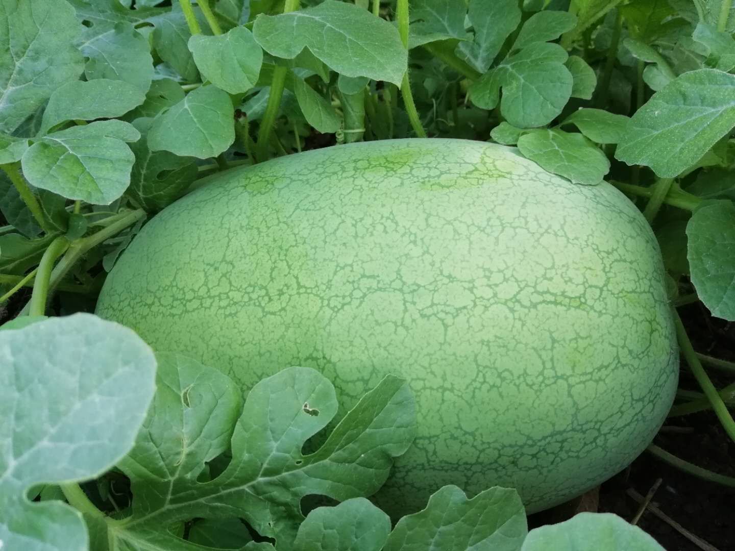 新红宝西瓜果实特写
