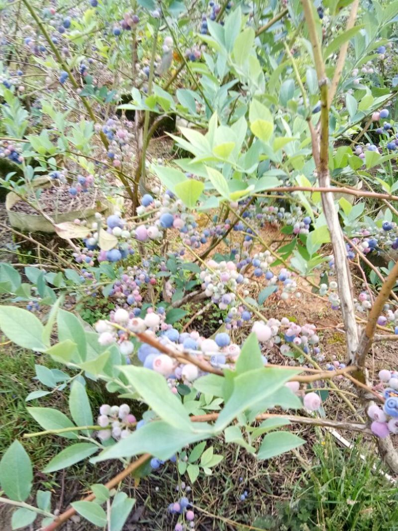 云南省玉溪市澄江县，因为土地流转了，租不
