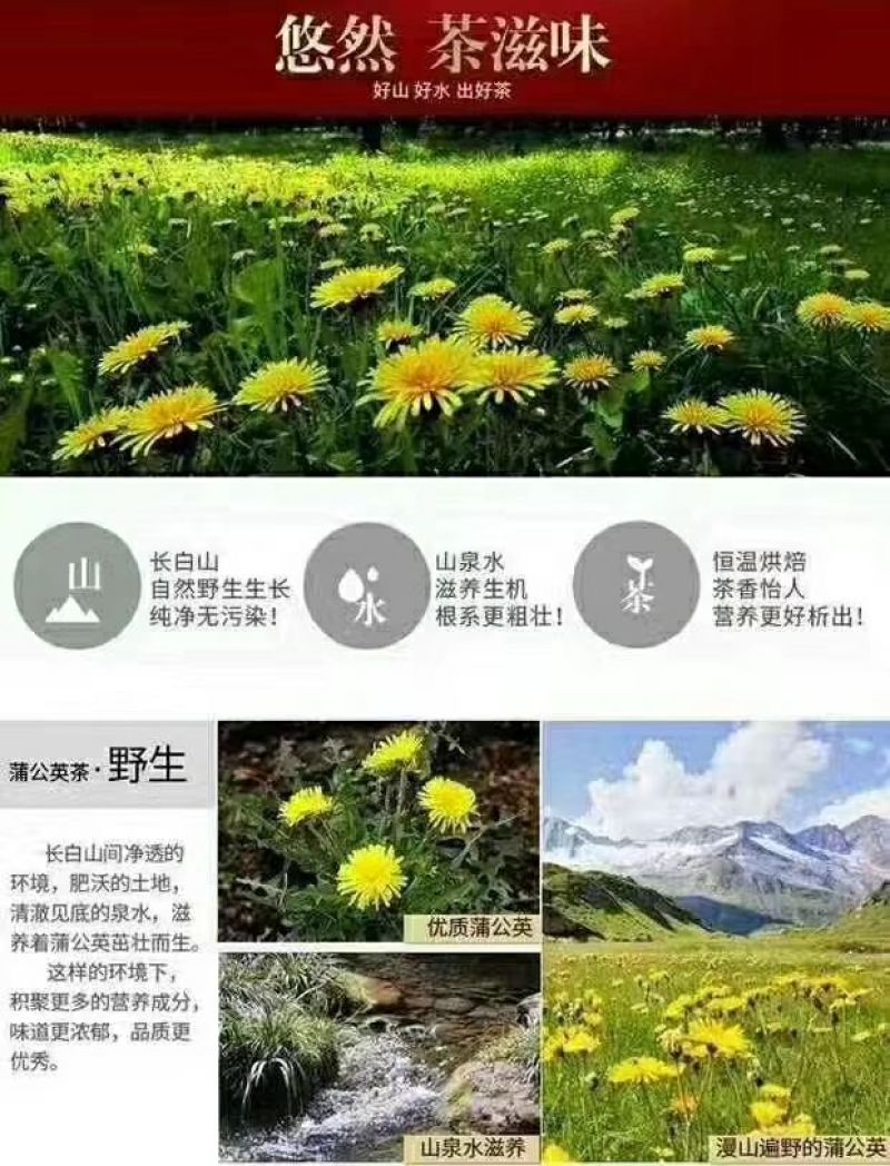蒲公英茶，有消炎去火，健胃消炎