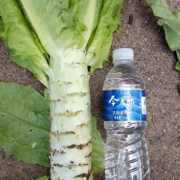 莴苣