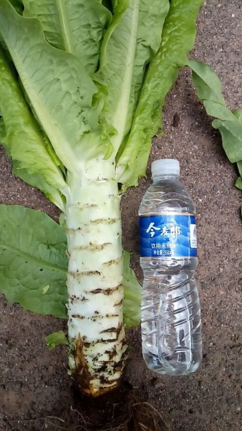 莴苣