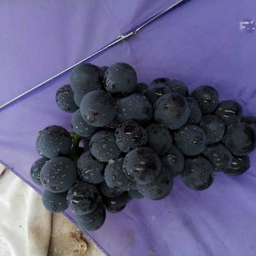 夏黑葡萄，口感好，葡萄品种多，产地直销欢迎收购