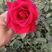 【红玫瑰苗】成活率高卡罗拉花，法国红花根系发达观花植物